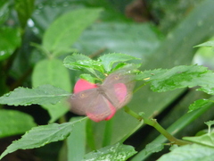 Eurybia molochina