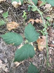 Rubus flagellaris