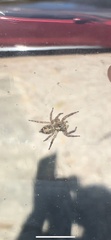 Plexippus paykulli