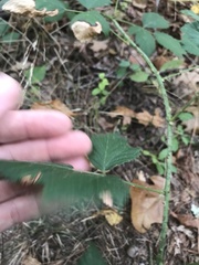 Rubus flagellaris