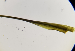 Flexitrichum gracile