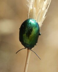 Chrysolina herbacea