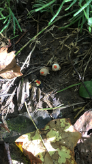 Calostoma
