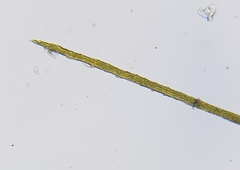 Flexitrichum gracile