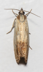 Eucosma umbrastriana