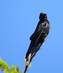 Psalidoprocne pristoptera