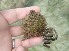 Zosteraceae