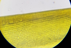 Flexitrichum gracile