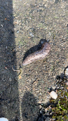 Megapallifera mutabilis