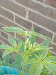 Cleome