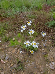 Tripleurospermum