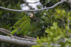 Amazona ventralis