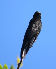 Psalidoprocne pristoptera