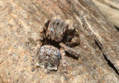 Maratus vespertilio