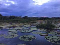 Victoria amazonica