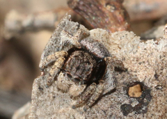 Maratus vespertilio
