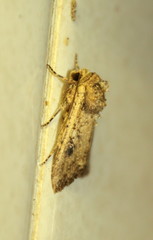 Mythimna languida