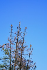 Pinus sabiniana