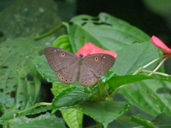 Eurybia molochina