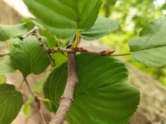 Rhamnus alpina
