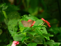 Eurybia molochina