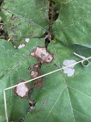 Ectoedemia platanella group