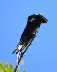 Psalidoprocne pristoptera