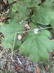 Ectoedemia platanella group