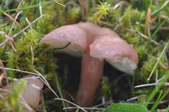 Calocybe persicolor