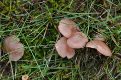 Calocybe persicolor