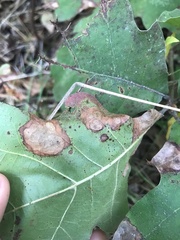 Ectoedemia platanella group