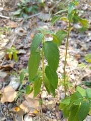 Teucrium