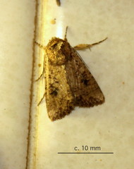 Mythimna languida