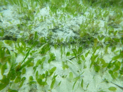 Halophila