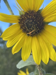 Chauliognathus basalis