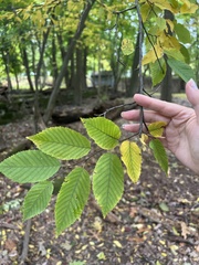 Carpinus