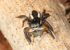 Jotus auripes