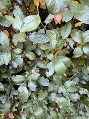 Cotoneaster lucidus