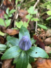 Gentiana saponaria