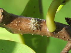 Megafreya sutrix