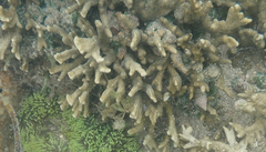 Montipora digitata