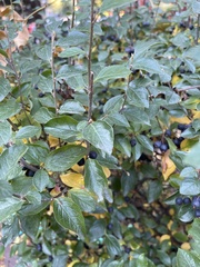 Cotoneaster lucidus