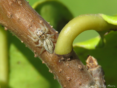 Megafreya sutrix