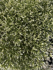 Baccharis sarothroides