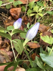 Gentiana saponaria