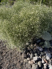 Baccharis sarothroides
