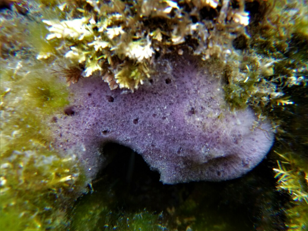 Sponges from Plantation Point, Jervis Bay NSW, Australie on January 26