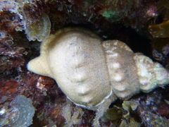 Ranella australasia