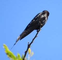 Psalidoprocne pristoptera