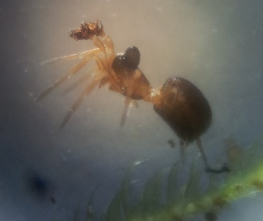 Parapelecopsis